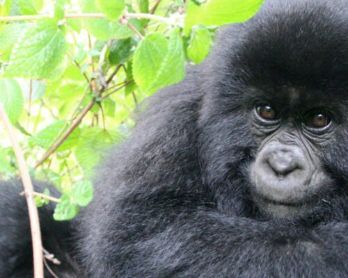 5 Days Uganda Gorilla Trekking Tour