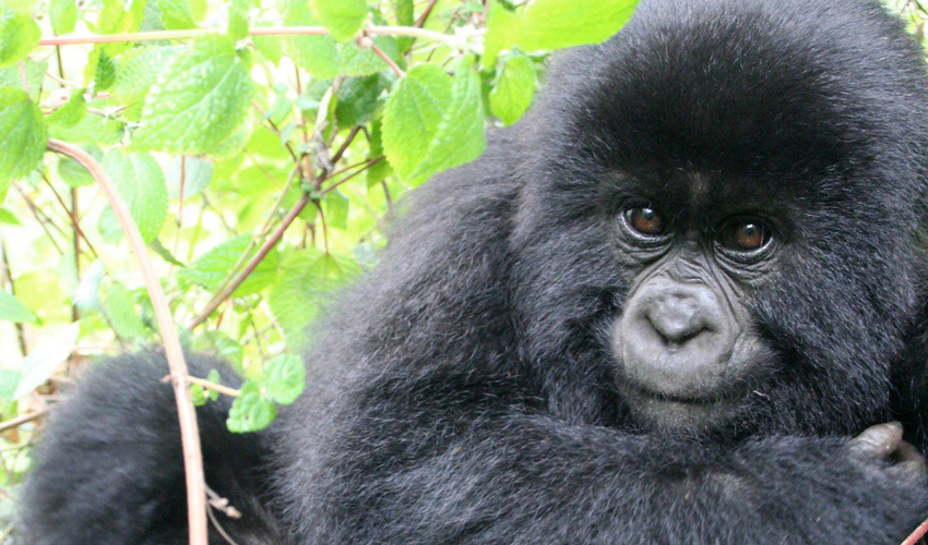 5 Days Uganda Gorilla Trekking Tour