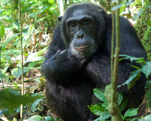 4 Days Uganda Chimpanzee and Wildlife Safari