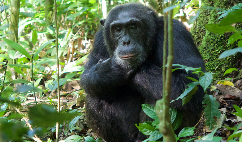 4 Days Uganda Chimpanzee and Wildlife Safari