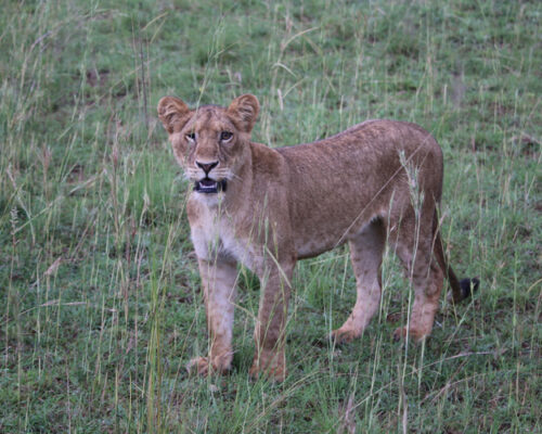 3 Days Queen Elizabeth National Park Safari