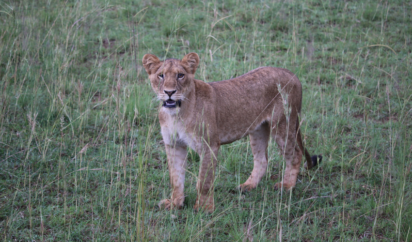 3 Days Queen Elizabeth National Park Safari