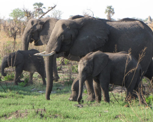 6 Days Uganda Wildlife Safari Adventure